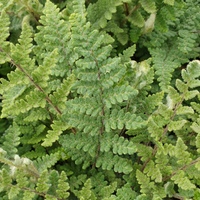 Cheilanthes lanosa
